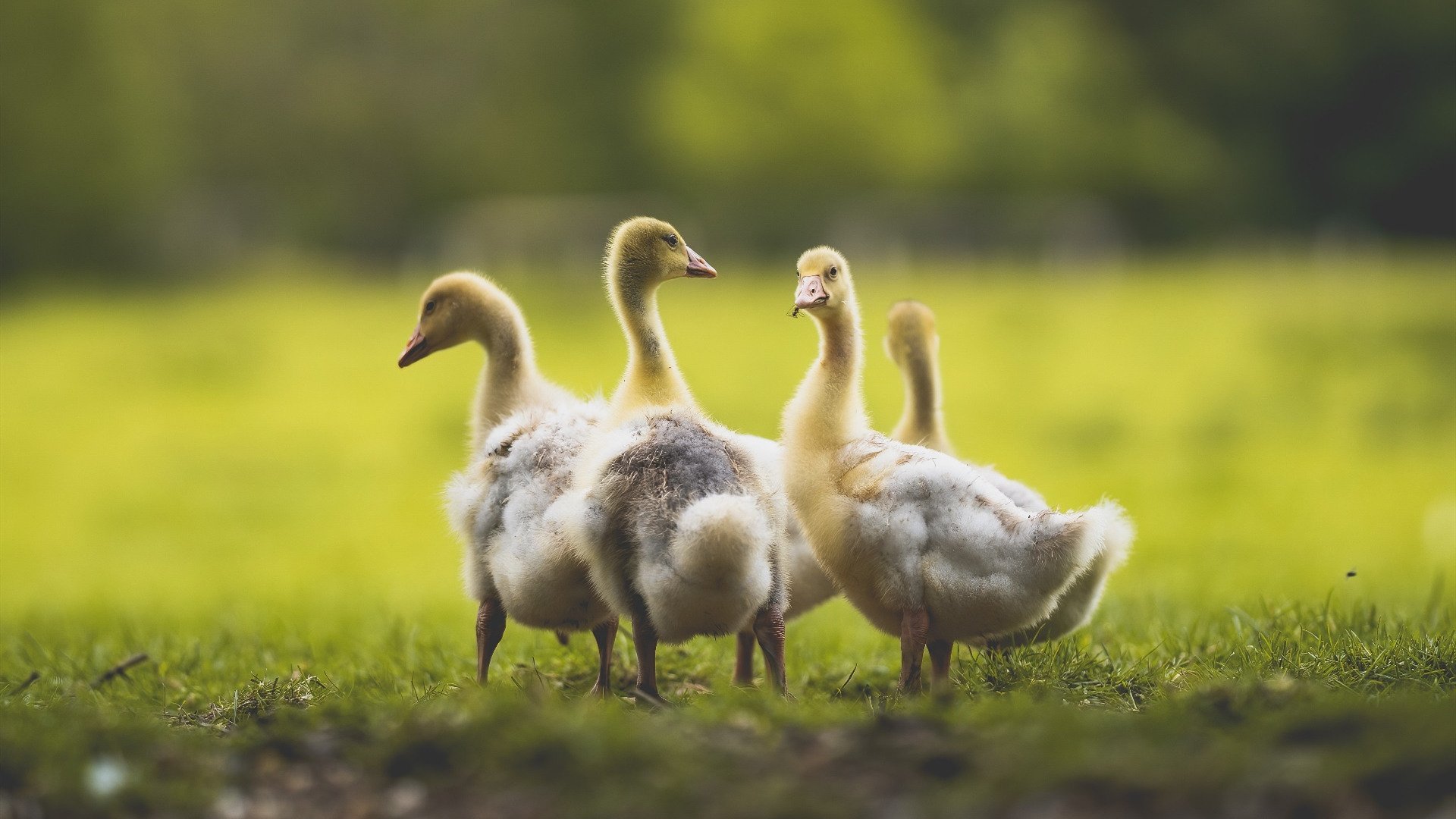 新大陆征服者，法比尼奥铁血中场照亮墨西哥轻取里昂之夜