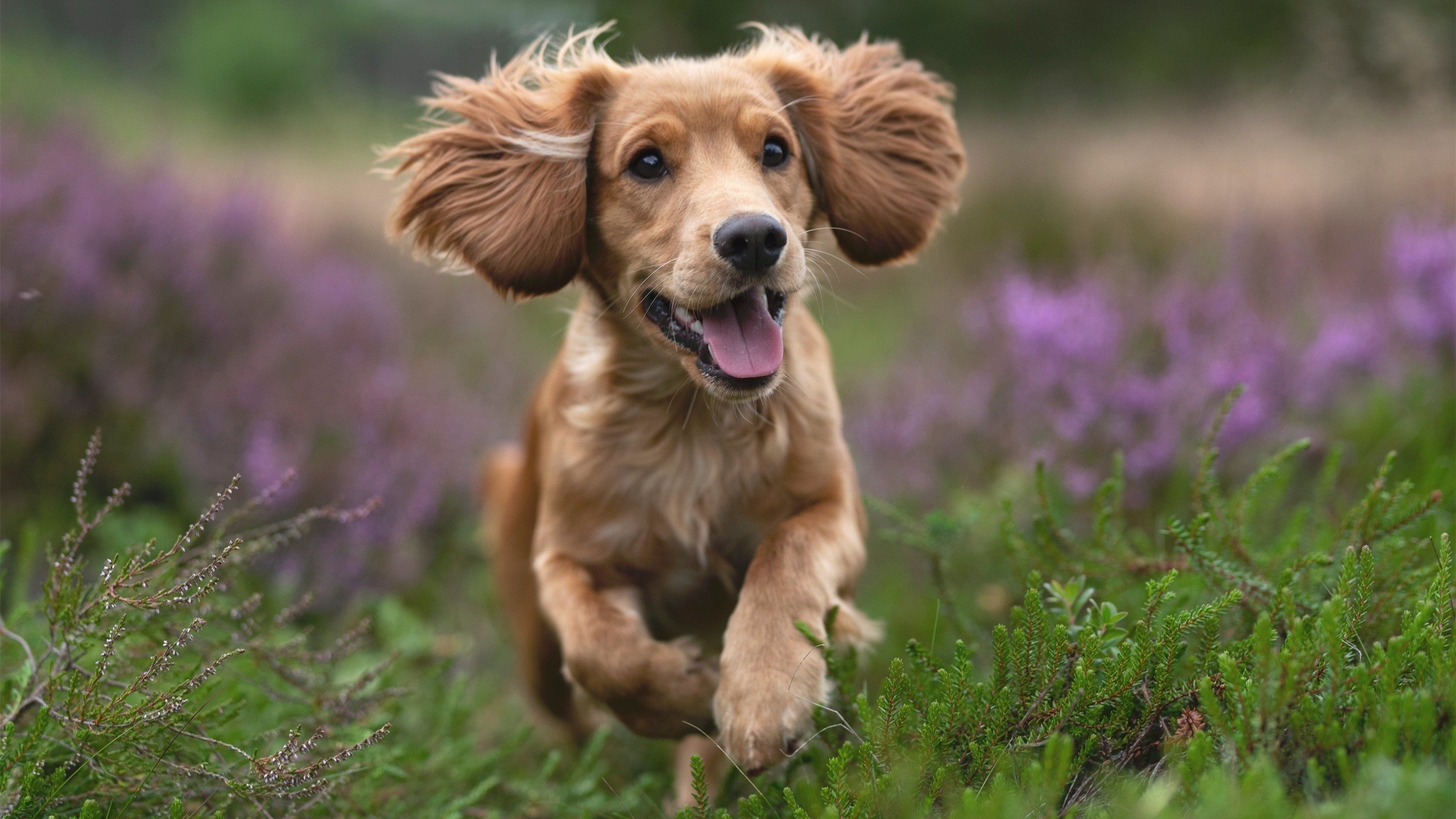 红土征服者，西西帕斯法网关键制胜的战术革命