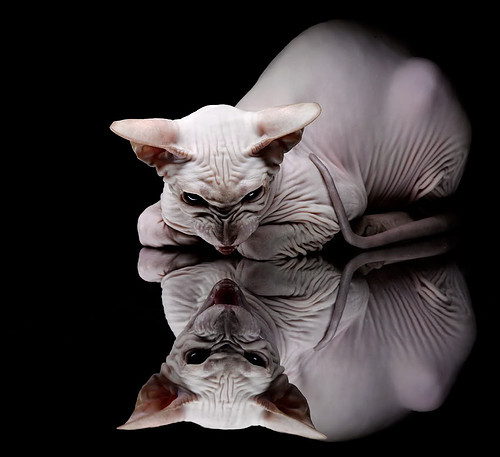 哈斯的混沌理论，当搅局者横扫豪门，阿隆索在另一维度刷新时间