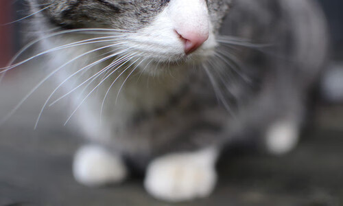 当统治力成为唯一解,辽宁团队的完美压制,米切尔的个人英雄主义