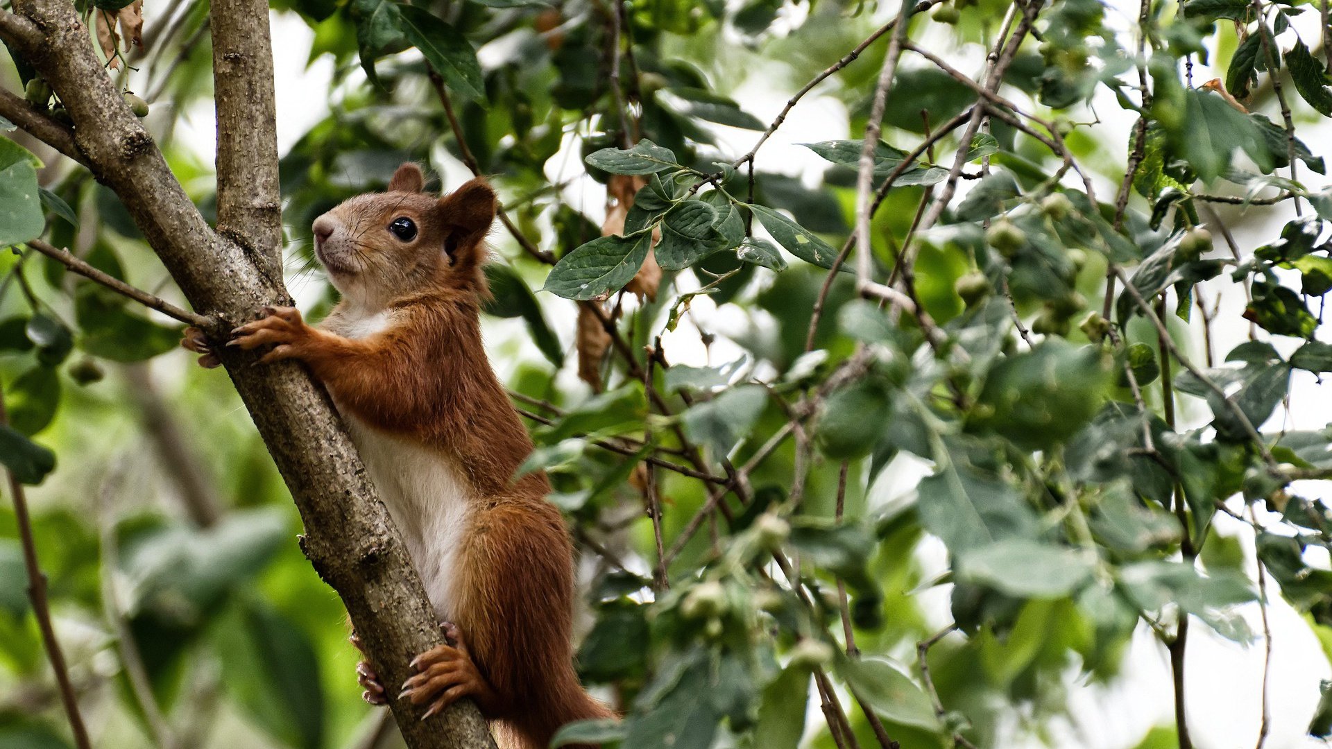 当太平洋的浪涌回钱塘江，乔治双面神之夜，浙江逆天改命
