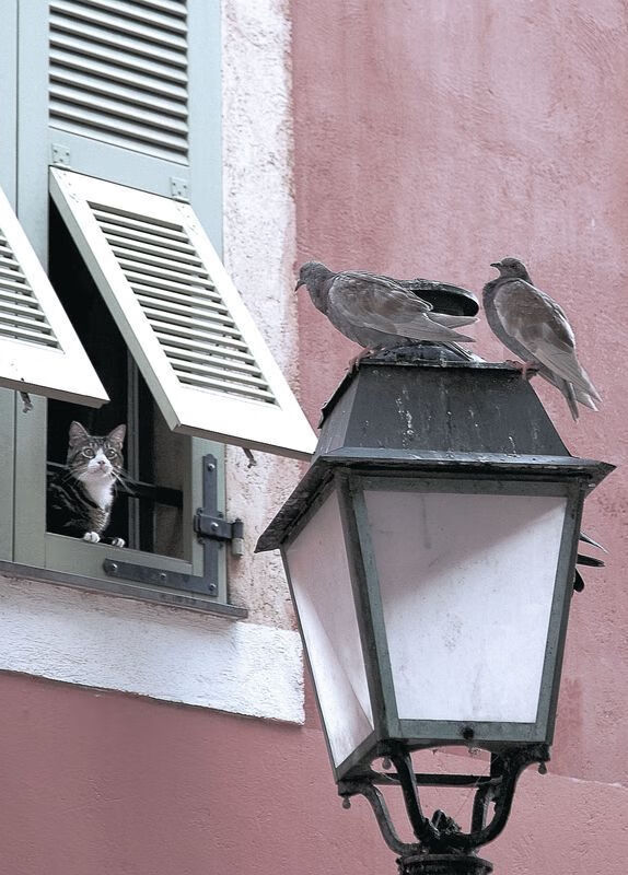 陨石撞击与午夜烟火，戈贝尔隔扣定基调，湖人压哨改结局