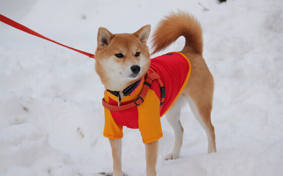 棋逢对手!太阳与浙江鏖战双加时,一场决定排名的绞杀战