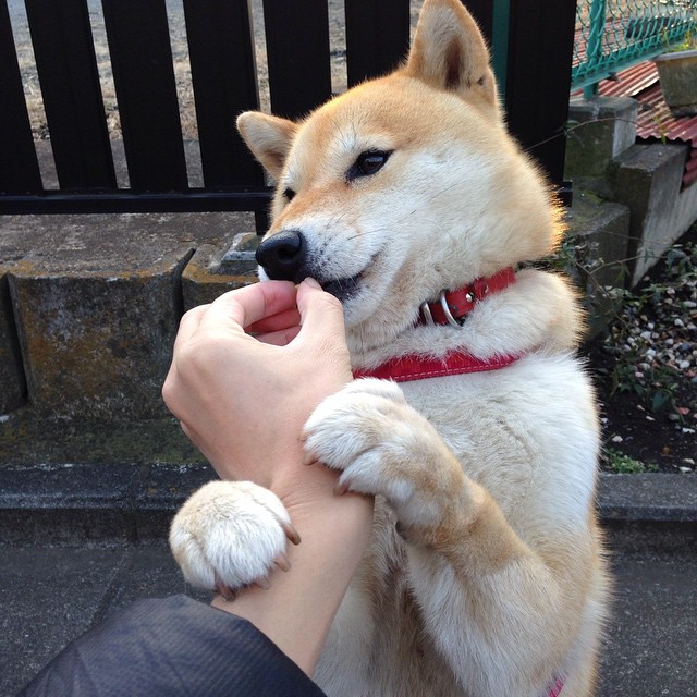 内线新王对决王朝残响，小贾伦以湖人胜利为自己加冕