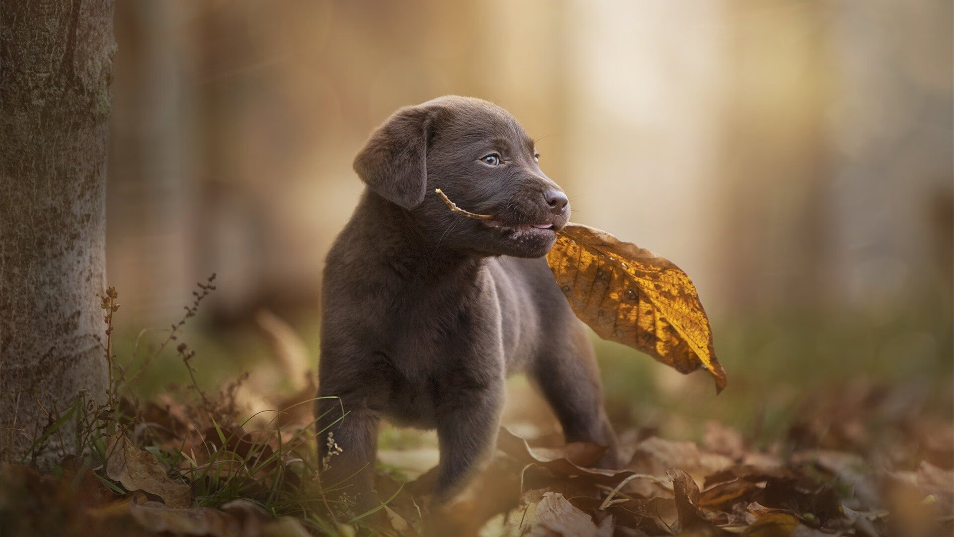 续命，保罗的自我救赎与费城的险胜