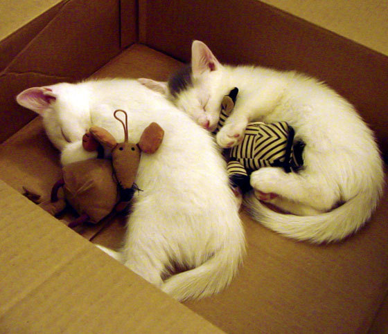 梦剧场的叹息之墙，奥纳纳压制级发挥，沙特读秒绝杀点燃沙漠风暴