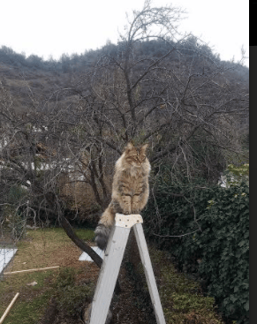 重构传奇，从西决生死战场、勒沃库森巅峰对决到洪都拉斯—压力下的辉煌如何定义竞技真谛