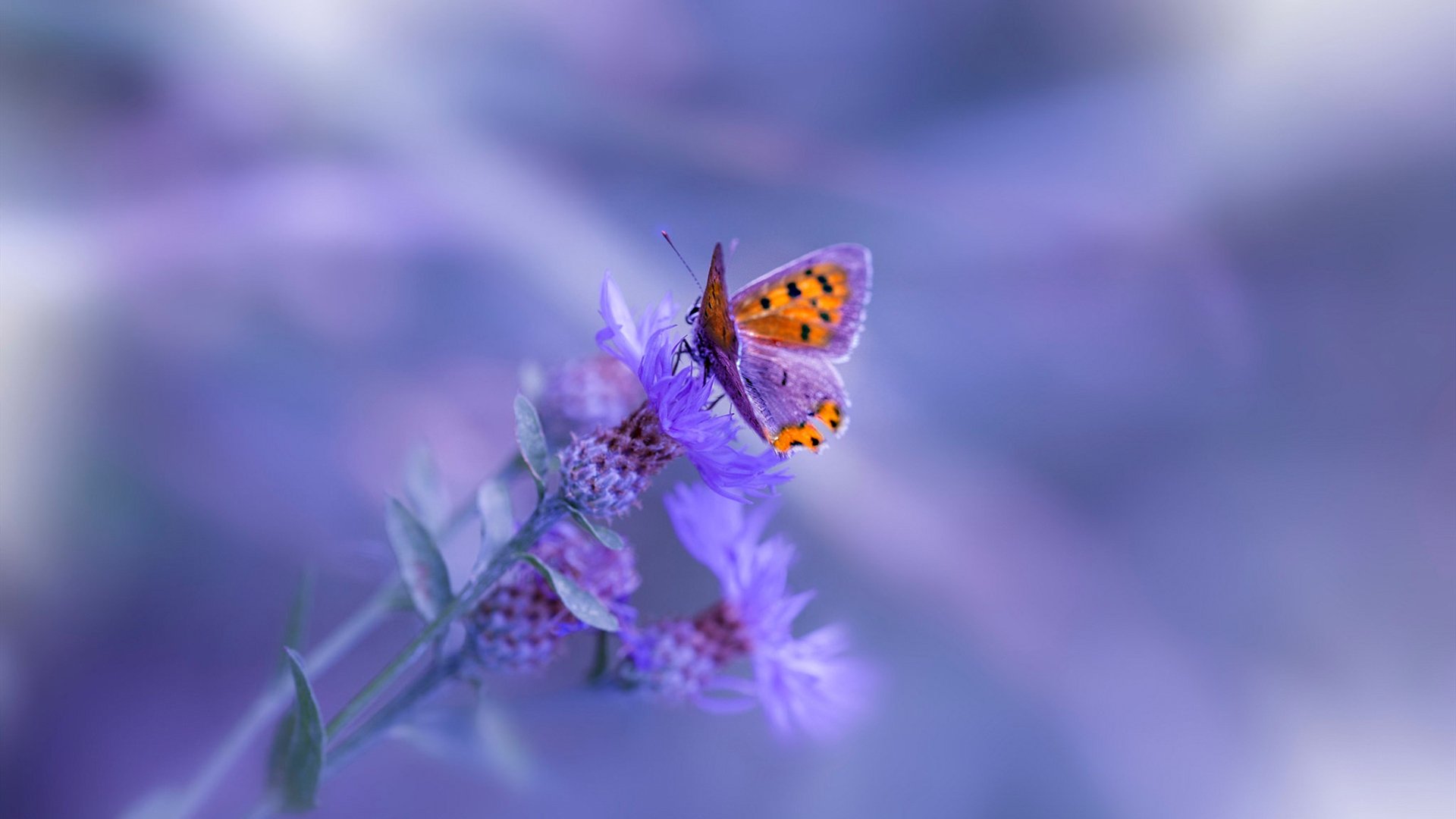 英超争冠的资本回响，当巴黎圣日耳曼的幽灵在新西兰掀起收购风暴