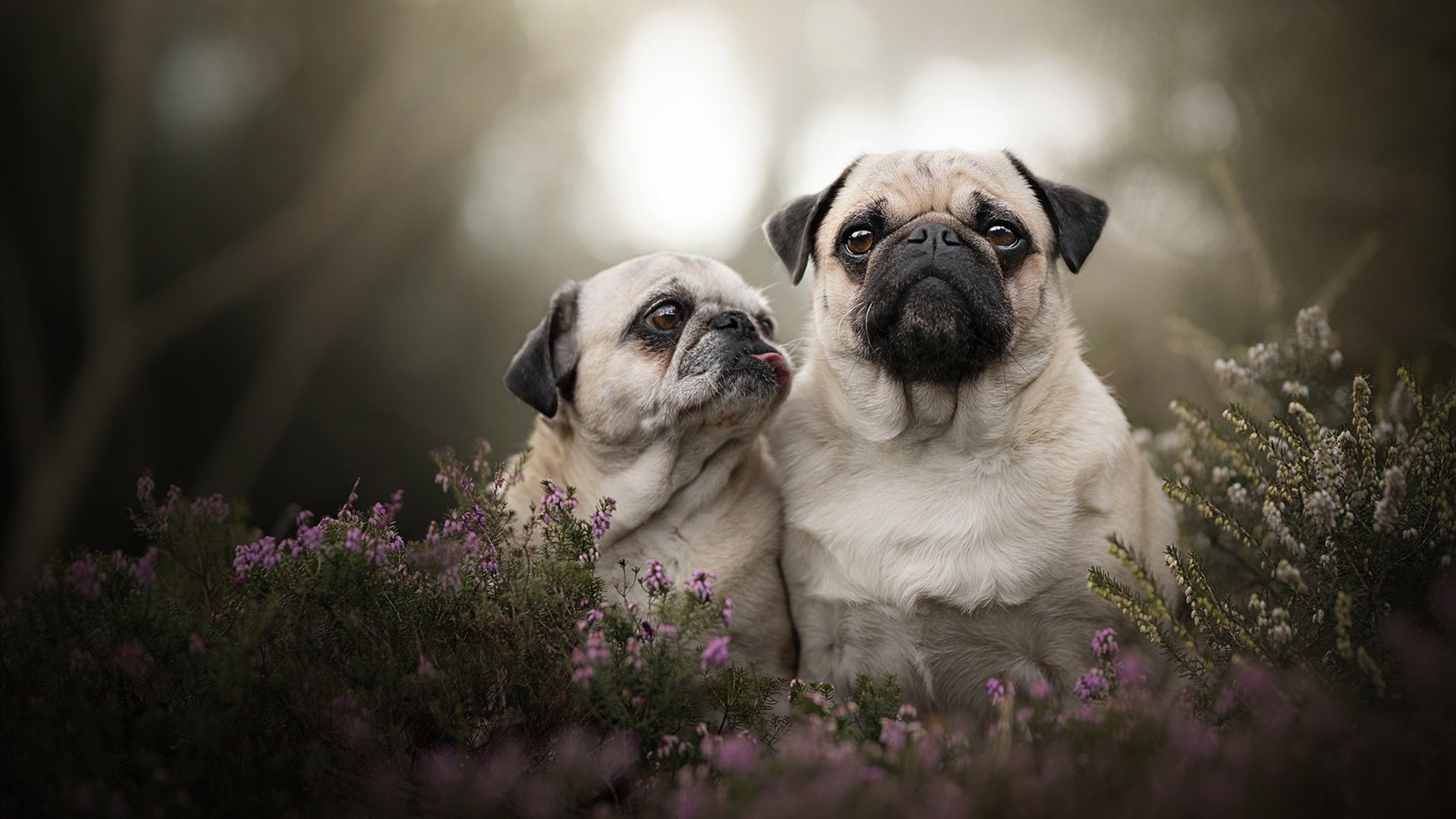 历史提前预演？当广东队战术哲学融入2026世界杯焦点战