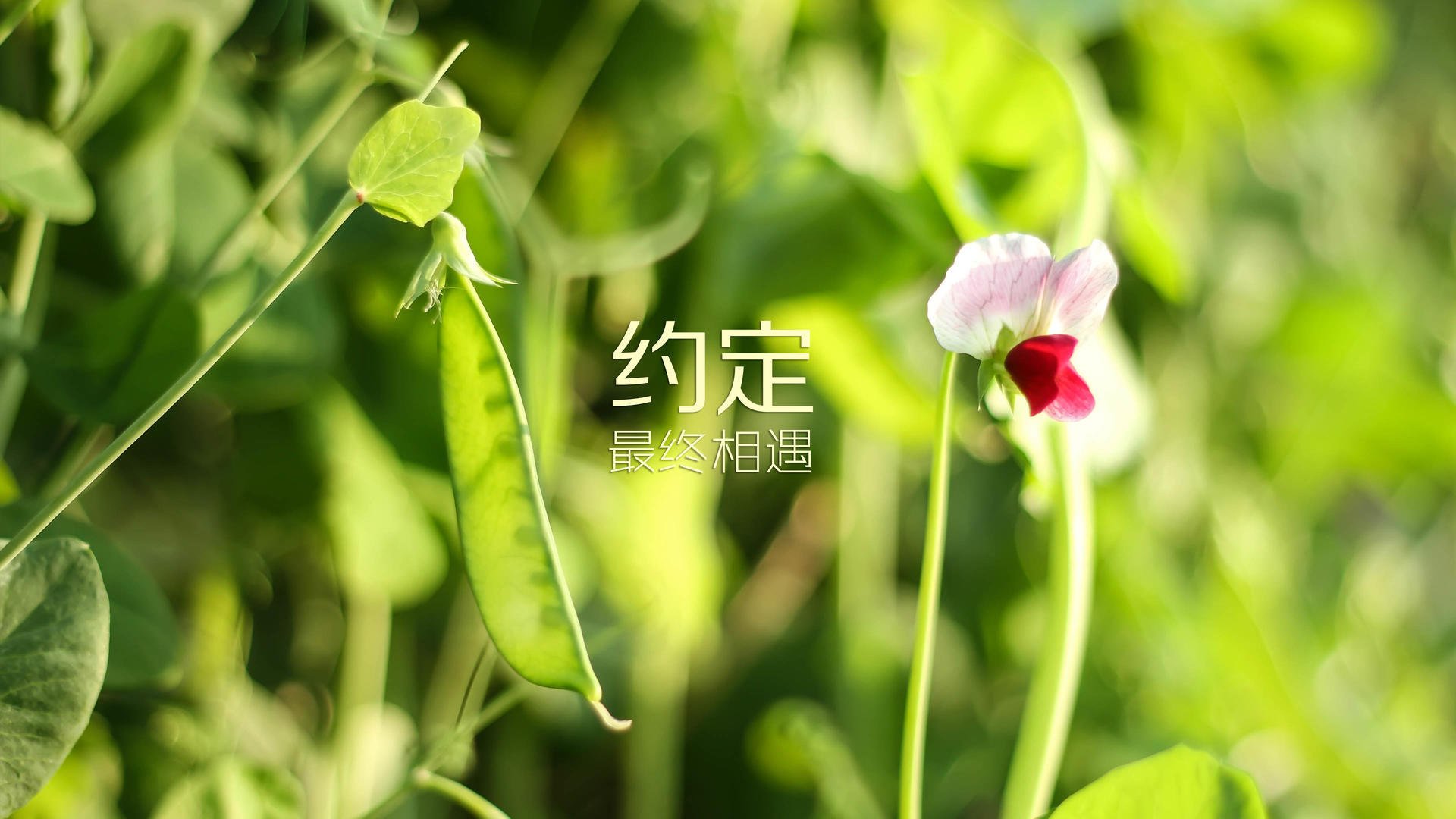南美雄鹰折戟恒河,2026世界杯A组,穆西亚拉致命一击书写唯一神迹
