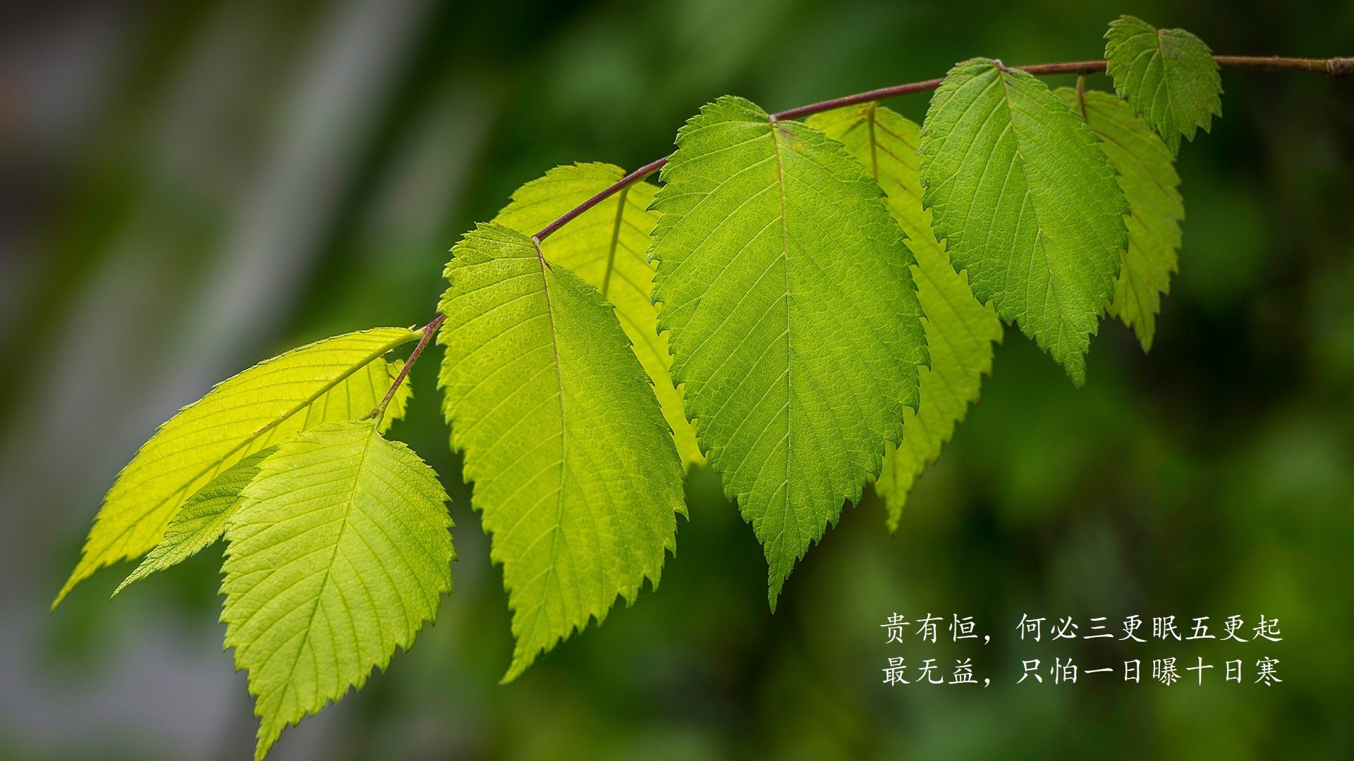 2026世界杯C组风云录,德意志战车碾压匈牙利,拉什福德独舞成唯一主角
