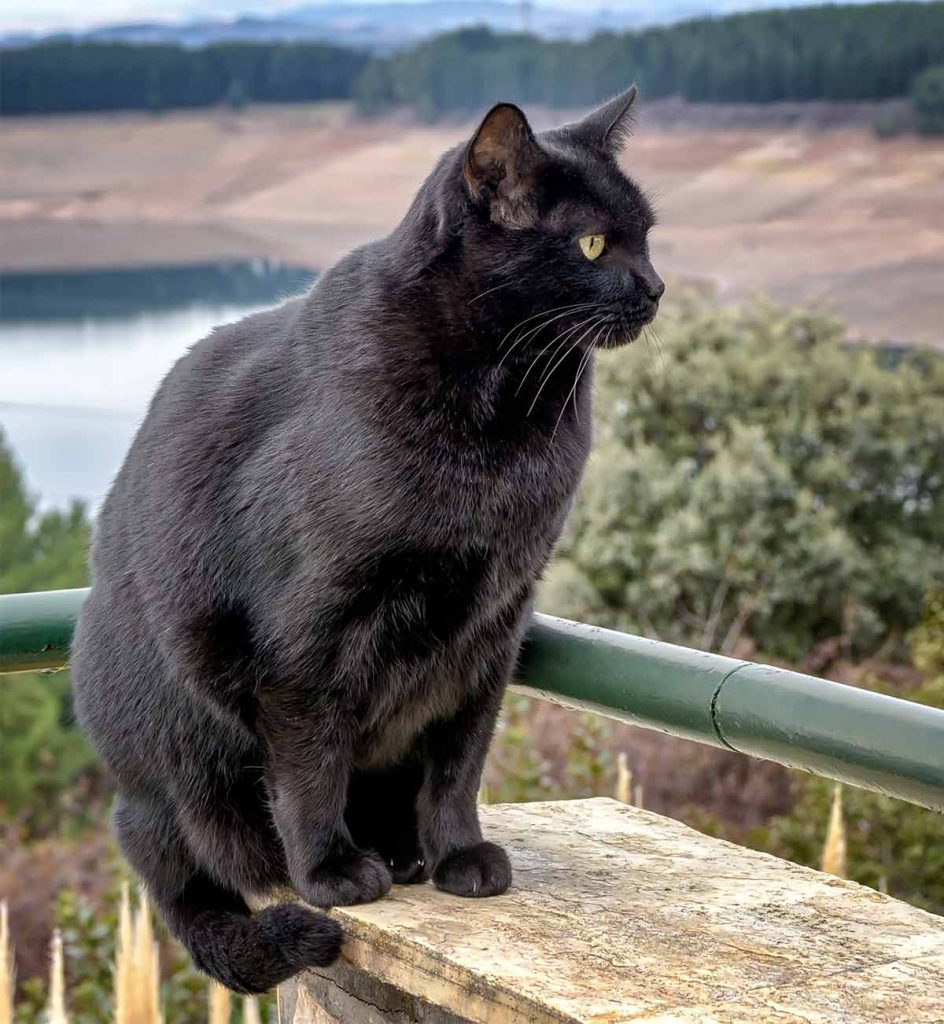 新王登基,当桑巴舞步踏碎北欧堡垒,2026世界杯上演最冷门的技术革命